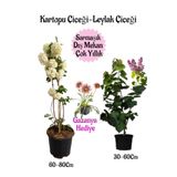 Gardenbox Kartopu Çiçeği, Kokulu Leylak, Gazanya Hediyeli Saksılı Bahçe Seti, Çok Renkli