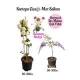 Gardenbox Kartopu Çiçeği, Mor Salkım, Pembe Gazanya Hediyeli Saksılı Bahçe Seti, Çok Renkli