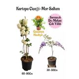 Gardenbox Kartopu Çiçeği, Mor Salkım, Turuncu Gazanya Hediyeli Saksılı Bahçe Seti, Çok Renkli