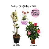 Gardenbox Kartopu Çiçeği, Pembe Japon Gülü, Pembe Gazanya Saksılı Bahçe Seti, Çok Renkli