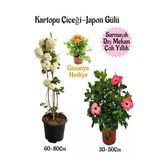 Gardenbox Kartopu Çiçeği, Pembe Japon Gülü, Sarı Gazanya Saksılı Bahçe Seti, Çok Renkli