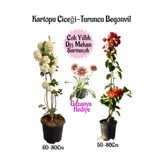 Gardenbox Kartopu Çiçeği, Turuncu Begonvil, Pembe Gazanya Saksılı Bahçe Seti, Çok Renkli