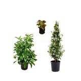 Gardenbox Kartopu Viburnum, Arap Yasemini, Yaprak Güzeli Bahçe Bitkisi Seti, 3 Adet