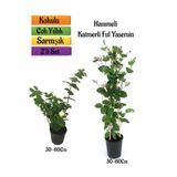 Gardenbox Katmerli Ful Yasemin + Hanımeli Çiçeği Fidanı 2'li Bahçe Peyzaj Seti, 30-60 cm, Çok Renkli