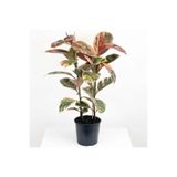 Gardenbox Kauçuk Çiçeği Tekli Pembe Alacalı 80-100cm, İç Mekan Bitkileri