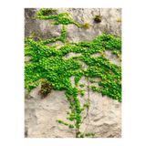Gardenbox Kaya Sarmaşığı (Hedera Helix), Bahçe ve Peyzaj İçin, 40-60 cm, Çok Renkli