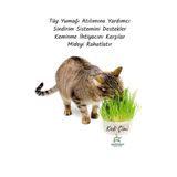 Gardenbox Kedi Çimi & Kedi Otu Saksı, 15-20 cm Filizli Bitki