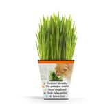 Gardenbox Kedi Çimi & Otu Mix, 15-20 cm, Canlı Saksı Bitki