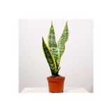 Gardenbox Kılıç Çiçeği Paşa Kılıcı Sansevaria Ev Bitkisi, 20-30 cm