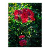 Gardenbox Kırmızı 40-60 cm Oya Ağacı Fidanı, Red Lagerstroemia, Dış Mekan Ağaçları