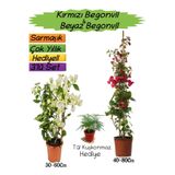 Gardenbox Kırmızı Begonvil, Beyaz Begonvil, Tül Kuşkonmaz 3'lü Peyzaj Seti, Çok Renkli