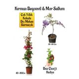 Gardenbox Kırmızı Begonvil Çiçeği, Mor Salkım Ağacı Fidanı, Buz Çiçeği Hediyeli Bahçe Peyzaj Seti, Çok Renkli