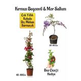 Gardenbox Kırmızı Begonvil Çiçeği, Mor Salkım Ağacı Fidanı, Buz Çiçeği Hediyeli Bahçe Peyzaj Seti, Çok Renkli