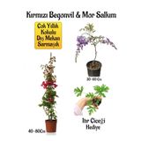 Gardenbox Kırmızı Begonvil Çiçeği, Mor Salkım Ağacı Fidanı, Itır Çiçeği Hediyeli Bahçe Peyzaj Seti, Çok Renkli