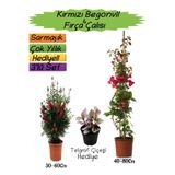 Gardenbox Kırmızı Begonvil, Kırmızı Fırça Çalısı, Telgraf Çiçeği 3'lü Peyzaj Seti