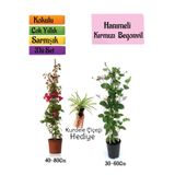 Gardenbox Kırmızı Begonvil, Kokulu Hanımeli Çiçeği, Kurdele Çiçeği 3'lü Peyzaj Seti