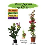 Gardenbox Kırmızı Begonvil, Mor Leylak Fidanı, Buz Çiçeği Hediyeli 3'lü Peyzaj Seti