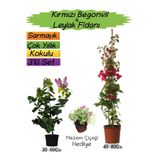 Gardenbox Kırmızı Begonvil, Mor Leylak Fidanı, Mezem Çiçeği 3'lü Peyzaj Seti