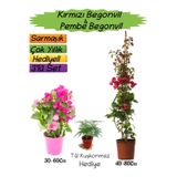 Gardenbox Kırmızı Begonvil, Pembe Begonvil, Tül Kuşkonmaz 3'lü Peyzaj Seti, Çok Renkli