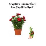 Gardenbox Kırmızı Bodur Gül Fidanı, Buz Çiçeği Hediyeli