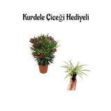 Gardenbox Kırmızı Bodur Zakkum Fidanı, Kurdele Çiçeği Hediyeli