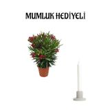 Gardenbox Kırmızı Bodur Zakkum Fidanı, Mumluk Hediyeli