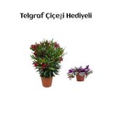 Gardenbox Kırmızı Bodur Zakkum Fidanı, Telgraf Hediyeli