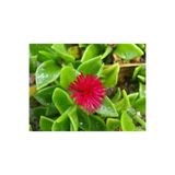 Gardenbox Kırmızı Buz Çiçeği Bitkisi Fidanı, 15-25 cm, Saksılı, Dış Mekan