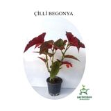 Gardenbox Kırmızı Çiçekli Çilli Begonya Çiçeği 1 ADET Saksılı 20-40cm Salon Balkon Çiçeği