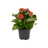 Gardenbox Kırmızı Çiçekli Kalanşo (Kalanchoe) Çiçeği, İthal Büyük Boy