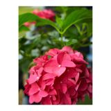Gardenbox Kırmızı Çiçekli Ortanca Fidanı, 30-55 cm, Tüplü