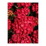 Gardenbox Kırmızı Çiçekli Ortanca Fidanı, 30-60 cm, Tüplü, Red Hydrangea