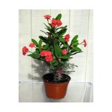 Gardenbox Kırmızı Euphorbia Dikenler Tacı Çiçeği, 15-30cm Saksılı
