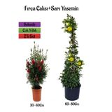 Gardenbox Kırmızı Fıça Çalısı Fidanı + Sarı Yasemin Çiçeği Fidanı 2'li Bahçe Peyzaj Seti