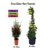 Gardenbox Kırmızı Fıça Çalısı Fidanı + Sarı Yasemin Çiçeği Fidanı 2'li Bahçe Peyzaj Seti