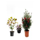 Gardenbox Kırmızı Fırça Çalısı, Alev Çalısı Fidanı, Telgraf Çiçeği Hediyeli Peyzaj Seti, Çok Renkli