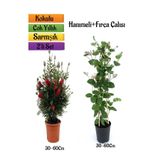 Gardenbox Kırmızı Fırça Çalısı + Hanımeli Çiçeği Fidanı 2'li Bahçe Peyzaj Seti, 30-60 cm