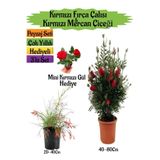 Gardenbox Kırmızı Fırça Çalısı, Kırmızı Mercan Çiçeği, Mini Gül Hediyeli Peyzaj Seti, Çok Renkli
