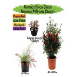 Gardenbox Kırmızı Fırça Çalısı, Kırmızı Mercan Çiçeği, Telgraf Çiçeği Peyzaj Seti, Çok Renkli