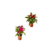 Gardenbox Kırmızı Fuşya Yeni Gine Cam Güzeli Çiçeği, 2 Adet, Balkon Bitkisi, 10-15 cm