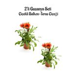 Gardenbox Kırmızı Gazanya Çiçeği, 2 Adet Saksılı, 10-20 cm, Balkon-Teras Çiçeği