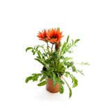Gardenbox Kırmızı Gazanya Çiçeği, Saksılı, 15-25cm, Çiçekli Bodur Bitki