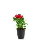 Gardenbox Kırmızı Gül Fidanı, Buz Çiçeği Hediyeli, Anneler Günü Özel