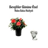 Gardenbox Kırmızı Japon Gülü Çiçeği, Helen Saksı Hediyeli, Kadınlar Gününe Özel