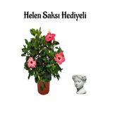 Gardenbox Kırmızı Japon Gülü (Hibiscus Rosa), Helen Saksı Hediyeli