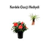 Gardenbox Kırmızı Japon Gülü (Hibiscus Rosa) Kurdele Çiçeği Hediyeli