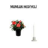 Gardenbox Kırmızı Japon Gülü Hibiscus Rosa, Mumluk Hediyeli, İç Mekan Bitkisi