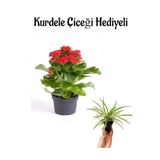 Gardenbox Kırmızı Kalanchoe Çiçeği, Saksı Bitkisi, Hediyelik
