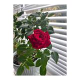 Gardenbox Kırmızı Kokulu Yediveren Gül Fidanı, 30-60 cm, Saksılı, 1 Adet, Aşılı Gül