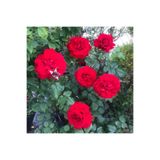 Gardenbox Kırmızı Kokulu Yediveren Gül Fidanı, 30-60 cm, Saksılı, Aşılı, 1 Adet